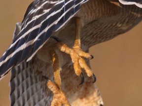 Red-shouldered Hawk Talons in Okaloacoochee