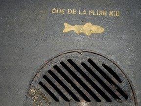 A yellow fish next to storm drain.