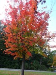 Fall tree