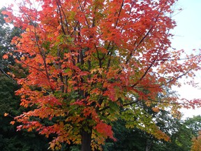 Fall tree