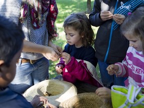 School children from Ecole Joseph-Enrico in Baie d'Urfe sees how vegetables, such as green peas, are grown.