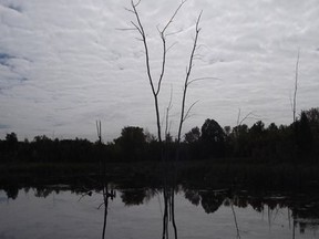 Walking in Ile Bizard