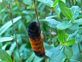 Woolly Bear Caterpillar