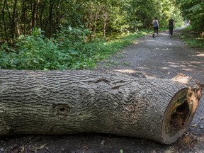 Walkers stroll through Angell Woods.