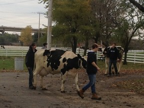 Macdonal Campus students herd cows to safety after fire breaks out in barn.
