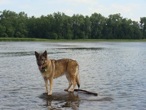 My dog Lalou out on the Lake of Two Mountains.