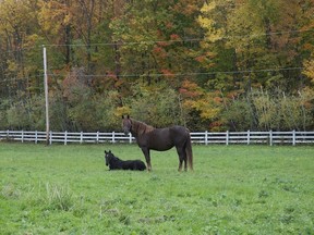 Grazing in peace