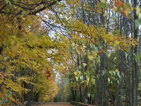 Carpet of fall