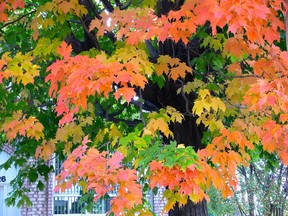 One tree can capture all the colours at once.
