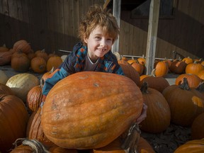 8 year old Oliver Gregoire does his best in choosing a pumpkin big enough yet light enough to cary to the car at Friuts & Legumes Daoust in Vaudreuil-Dorion Sunday, October 27, 2013. (Peter McCabe / THE GAZETTE)