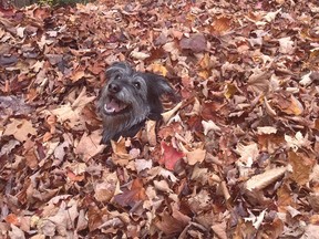 Skylee up to her neck in leaves