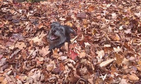 Skylee up to her neck in leaves