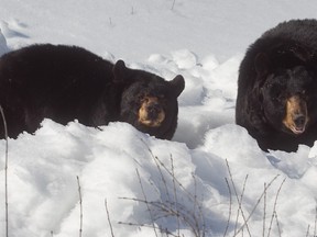 Two of the zoo's three bears enjoy the winter sunshine in Ste-Anne-de-Bellevue. The zoo is home to 115 animal species.