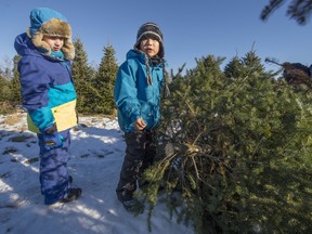 Maxime Beschene, left, and buddy Loic Beaudin, right, check out the tree Loic just cut down.