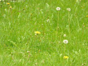 The Dandelions of Summer