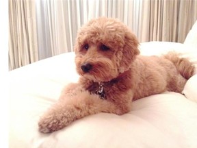 Michael Cohen says the death of 4½-year-old Goldendoodle, Dexter, in a St-Lazare fire is “devastating.”