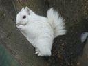Surprised to see this cute little albino squirrel having a snack in my tree.