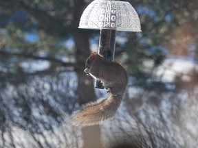 All I can say about these squirrels is that they have determination.