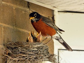 Looking forward to a new set of Robin Babies