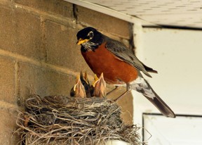 Looking forward to a new set of Robin Babies