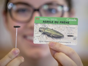 Baie-d&#039;Urfe town employee Emmanuelle Jobidon shows a specimen of an emerald ash borer, a small and devastating parasite that has worried environmentalists for the past few years.