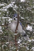Blue Jay Winter Perch