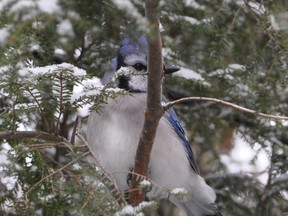 Blue Jay Winter Perch