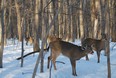 So nice to see these beautiful animals during the winter.