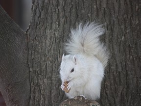 Abominable Snow Squirrel