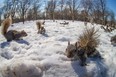 Dozens of squirrels forage for food at Lafontaine Park in the Plateau on a mild winter day in Montreal on Saturday, March 8, 2014. (Dario Ayala / THE GAZETTE)