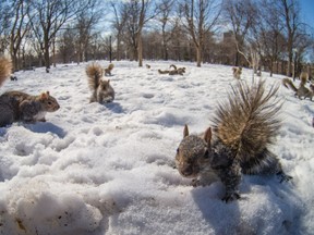 Dozens of squirrels forage for food at Lafontaine Park in the Plateau on a mild winter day in Montreal on Saturday, March 8, 2014. (Dario Ayala / THE GAZETTE)