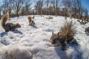 Dozens of squirrels forage for food at Lafontaine Park in the Plateau on a mild winter day in Montreal on Saturday, March 8, 2014. (Dario Ayala / THE GAZETTE)