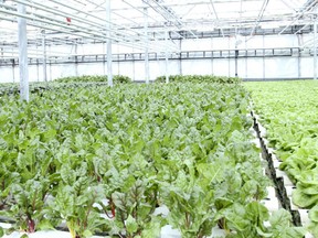 Swiss Chard and Boston lettuce grow in the Lufa Farms' greenhouse.