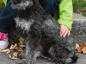 Small schnauzer , 10lbs, black. Blue collar with 2 tags. Also microchipped.
Lost in Pointe-Claire on Friday March 7, last seen in Beaconsfield.
Family dog, dearly missed.
Contact Tanya @ tanyalee8@yahoo.com