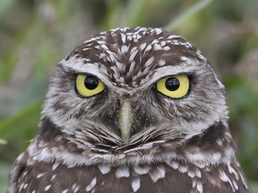 Burrowing Owl stares at us.