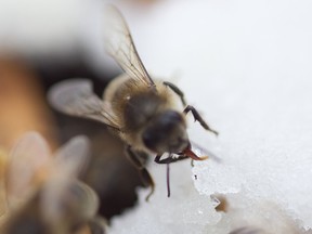 A bee eats sugar in a beehive owned by the McGill University Apicultural Association at the Macdonald Campus of McGill University in Ste-Anne-de-Bellevue, Montreal, Sunday, April 20, 2014.  Members of the group are helping to install a beehive on theTown of Mount Royal's town hall .  (Phil Carpenter / THE GAZETTE)