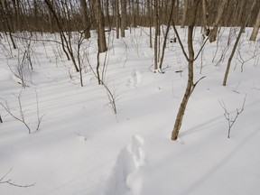 A trail left by a passing deer in the north end of Ste-Anne-de-Bellevue.