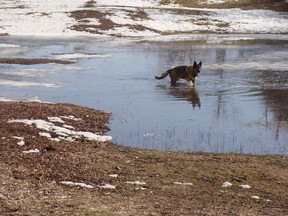 Lalou is enjoying the ponds at Angell Woods too.