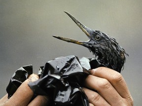 An oil-soaked bird: What have they done to the Earth? (Photo: Jack Smith/Associated Press)