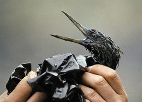 An oil-soaked bird: What have they done to the Earth? (Photo: Jack Smith/Associated Press)