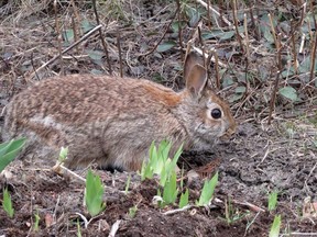 Easter Bunny