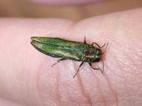 The Emerald Ash Borer is bullet shaped and tiny.