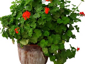 potted-geranium-de