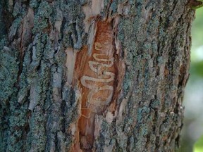 A sample of the damage an Emerald Ash Borer does to an ash tree.