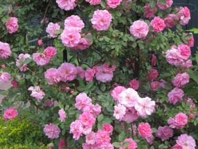 A riot of roses in the garden