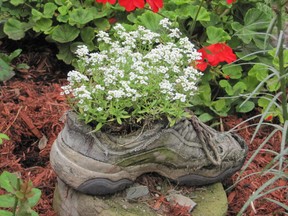 Recycling: use old sneakers in the garden!