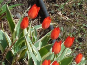 Tulips in our backyard.
