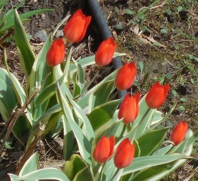 Tulips in our backyard.