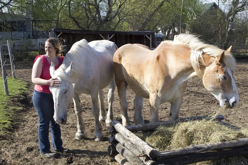 Organization rescues retired calèche horses | Montreal Gazette
