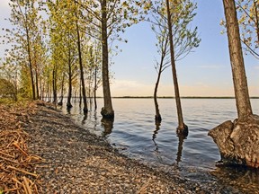 Trees submerged below elevated water level in Lac St. Louis at Stoney Point Park in Lachine, west of Montreal Saturday May 24, 2014.